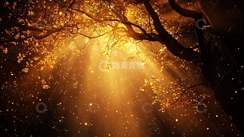 高清大图下载【趣麦麦图】金光洒满树梢的夜晚