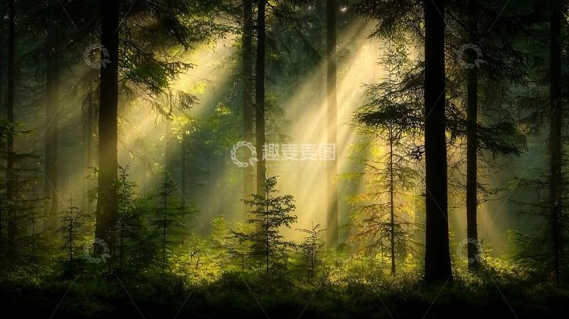 高清大图下载【趣麦麦图】晨光穿透森林