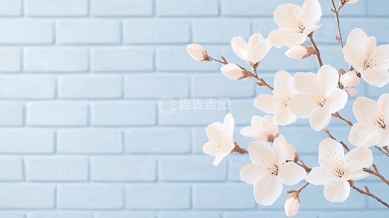 高清大图下载【趣麦麦图】白色花朵与蓝色砖墙背景
