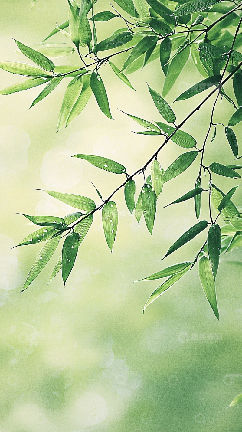 高清大图下载【趣麦麦图】清新竹叶自然背景