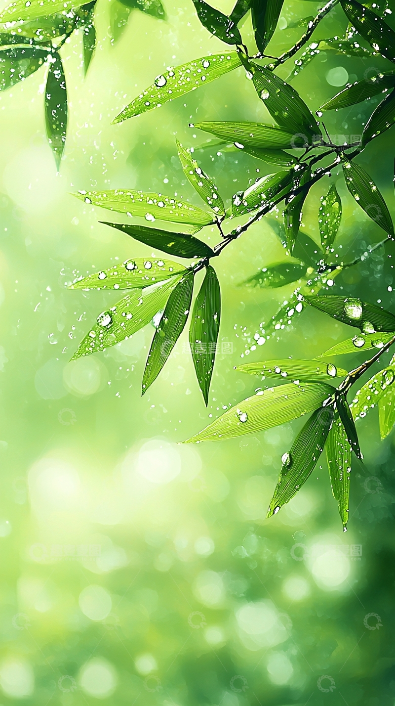 高清大图下载【趣麦麦图】雨后竹叶清新自然背景