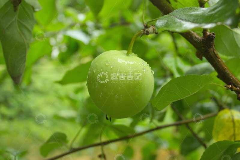 高清大图下载【趣麦麦图】下雨天中一个没有熟的苹果特显