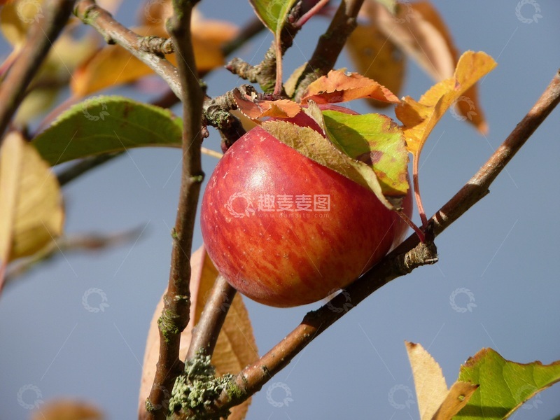 高清大图下载【趣麦麦图】-苹果树枝上挂着一个成熟的苹果