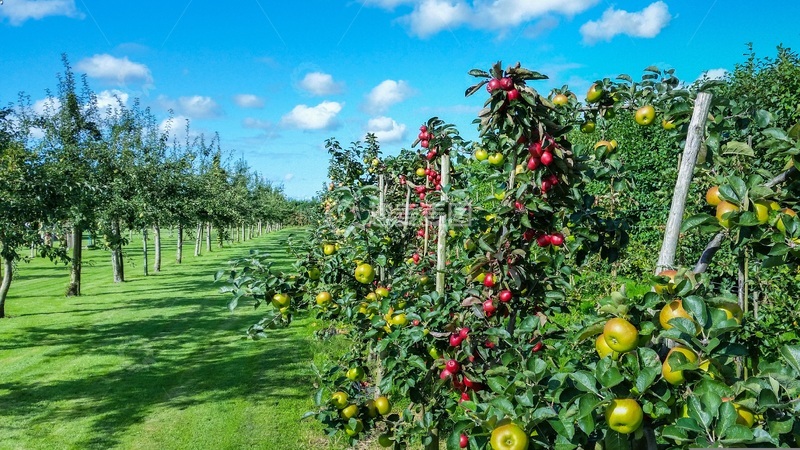 高清大图下载【趣麦麦图】蓝天白云下的苹果种植园