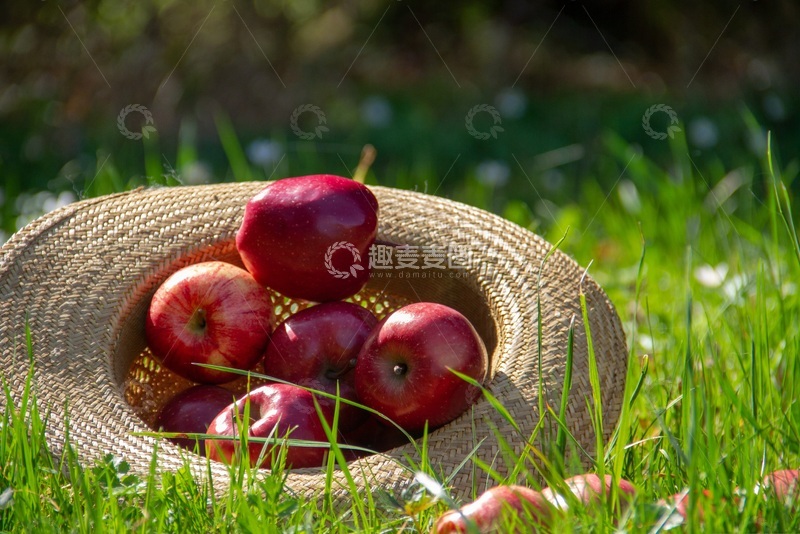 高清大图下载【趣麦麦图】-几个苹果放在帽子里放在草地上