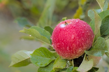苹果树上一个苹果布满了水珠