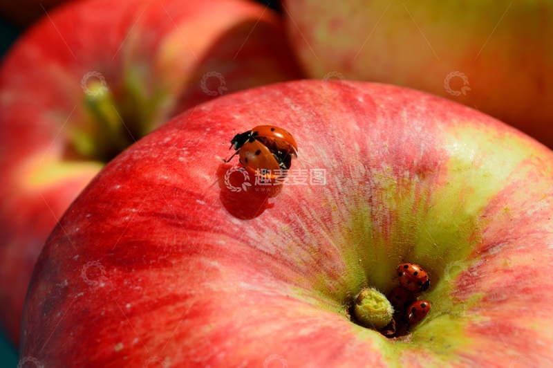 高清大图下载【趣麦麦图】苹果上的七星瓢虫