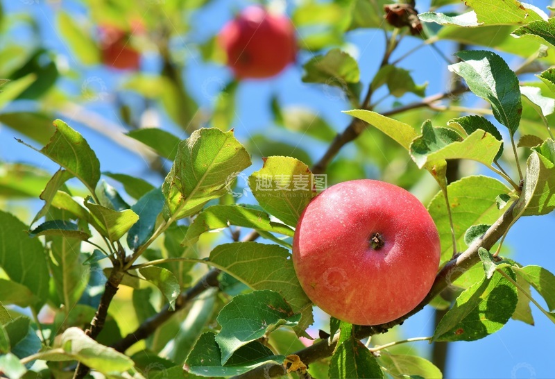 高清大图下载【趣麦麦图】苹果树上的苹果仰拍视角