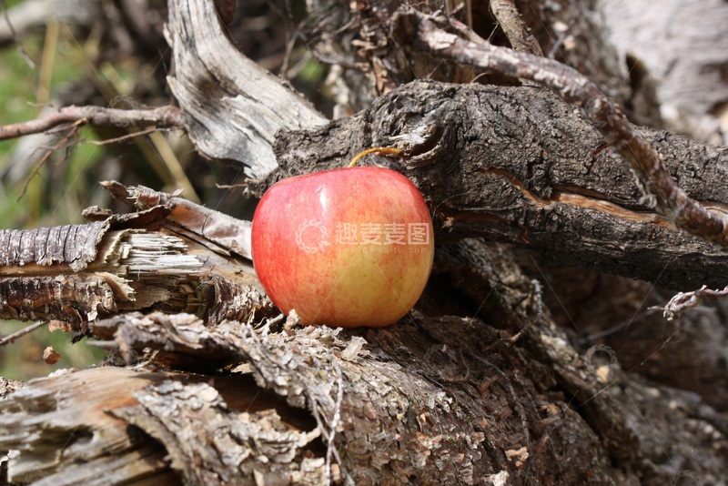 高清大图下载【趣麦麦图】苹果与枯木