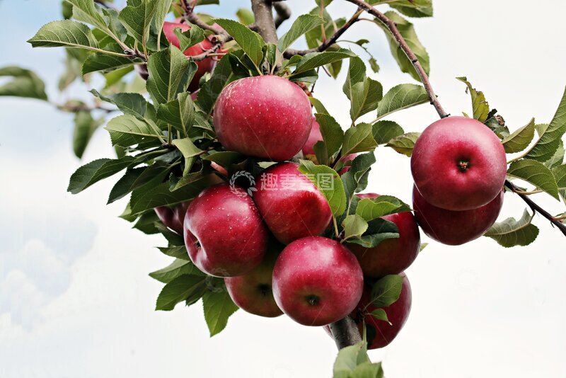 高清大图下载【趣麦麦图】硕果累累的苹果树