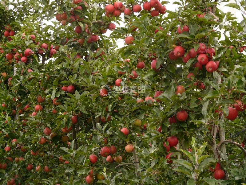 高清大图下载【趣麦麦图】-苹果种植园