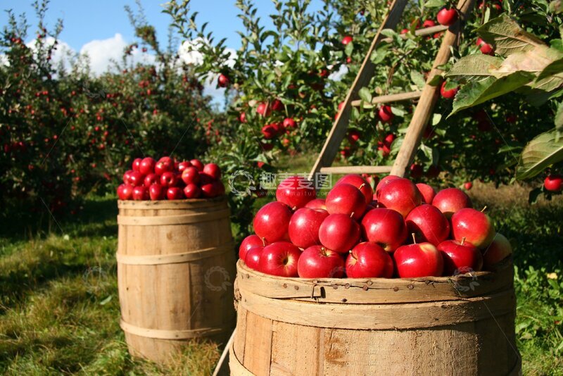 高清大图下载【趣麦麦图】-苹果采摘园放满了摘好的苹果