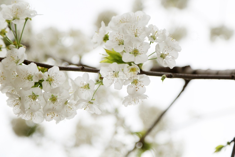 高清大图下载【趣麦麦图】春天苹果树开花