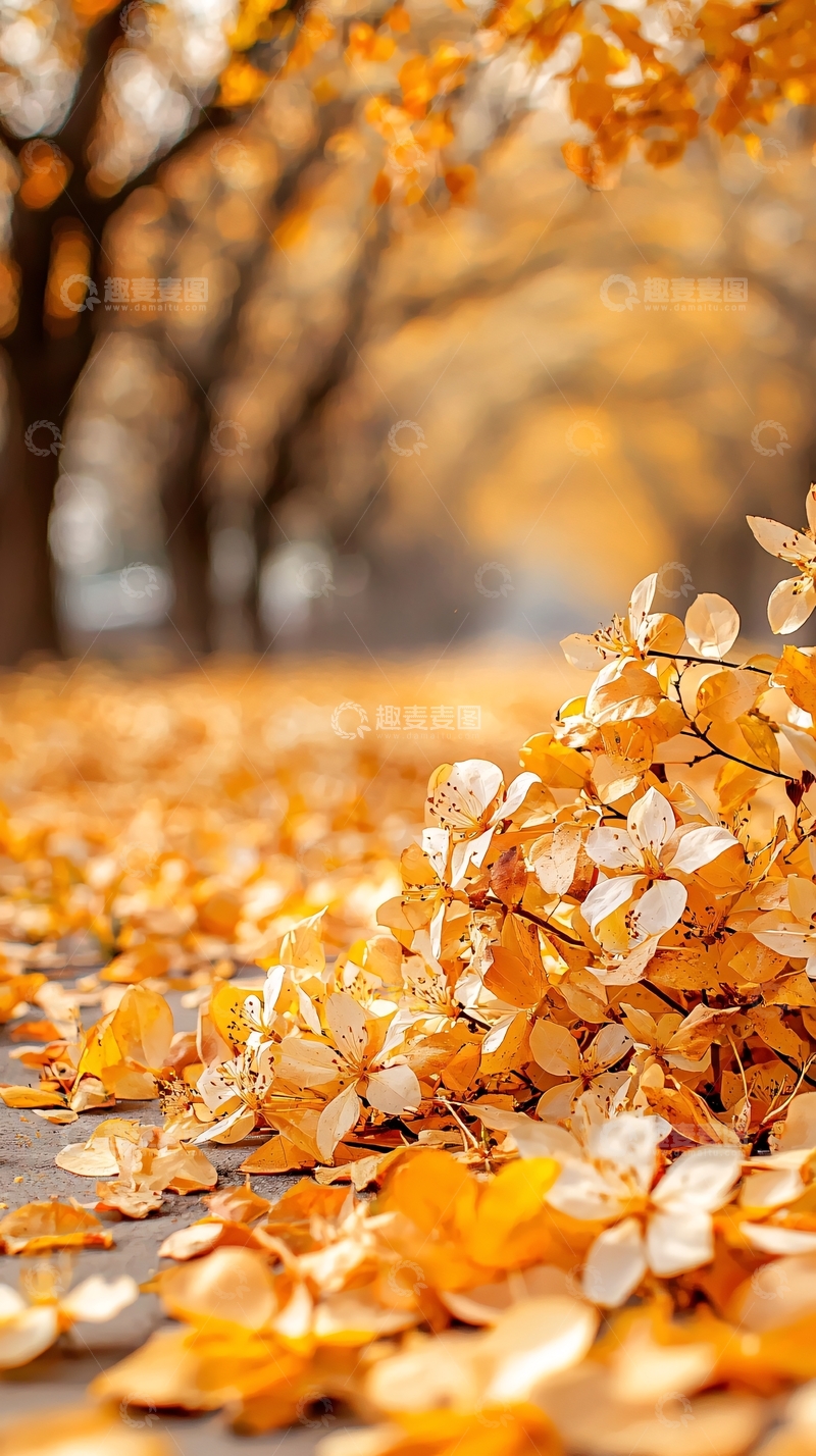 高清大图下载【趣麦麦图】秋日落叶铺满小径