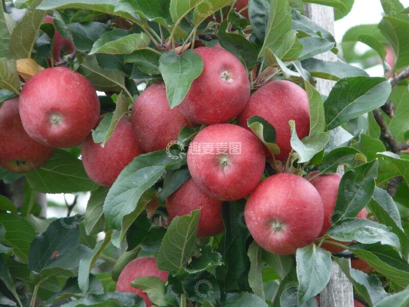 高清大图下载【趣麦麦图】-结满苹果的树枝