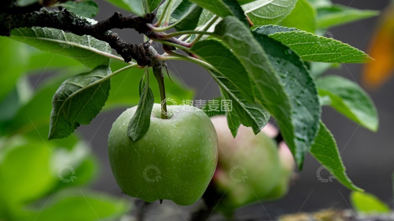 高清大图下载【趣麦麦图】苹果果树特显
