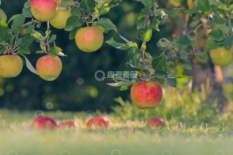 高清大图下载【趣麦麦图】地上与果树上的苹果
