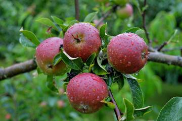 雨后的苹果上的水珠特显