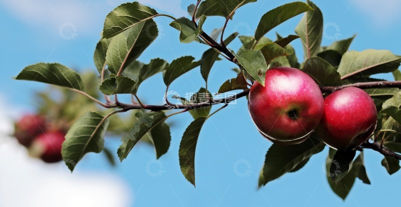 高清大图下载【趣麦麦图】蓝天下的苹果树枝上的苹果