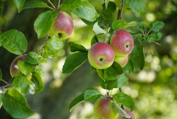 苹果树上还没成熟的苹果