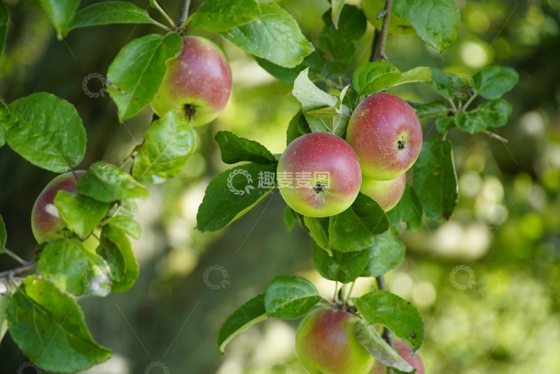 高清大图下载【趣麦麦图】苹果树上还没成熟的苹果
