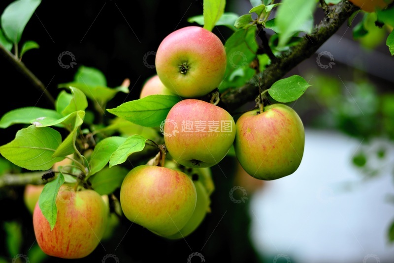 高清大图下载【趣麦麦图】还没熟的苹果特显