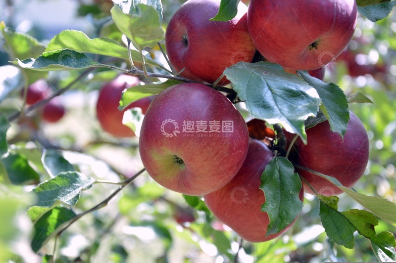 果园中苹果树上的的几个大苹果特显
