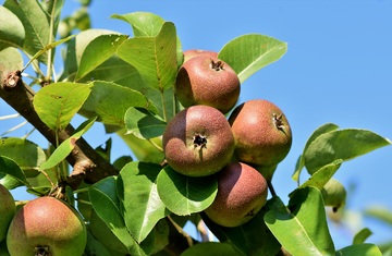 苹果树上还没熟的苹果