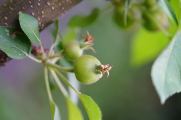 苹果刚刚成长