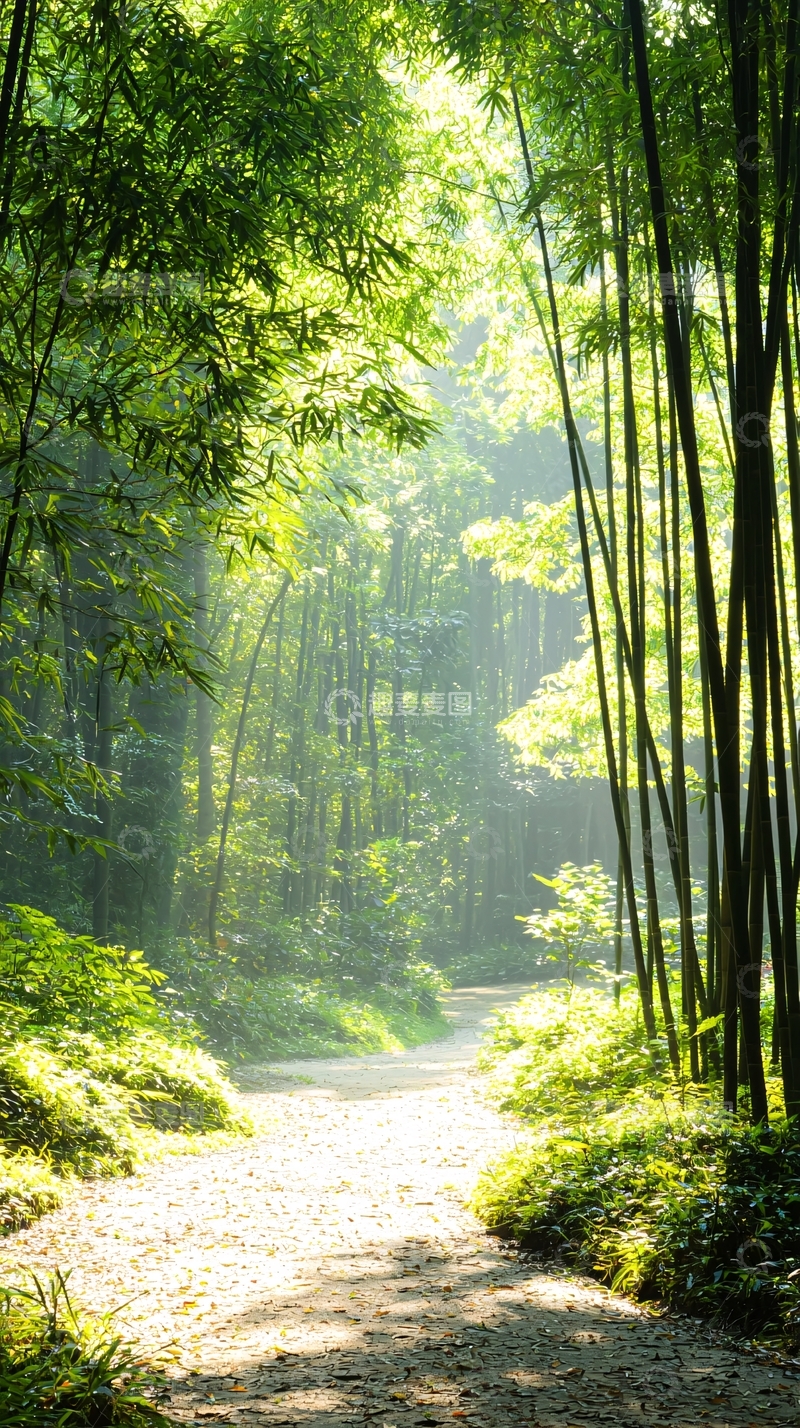 高清大图下载【趣麦麦图】竹林小径阳光明媚