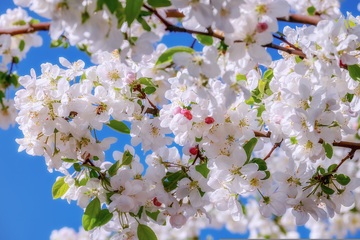 蓝天下开满花的苹果树
