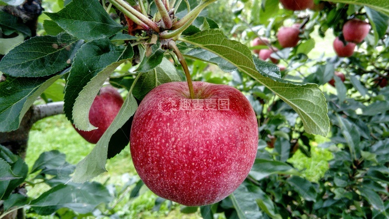 高清大图下载【趣麦麦图】-苹果种植园里面的一颗大苹果