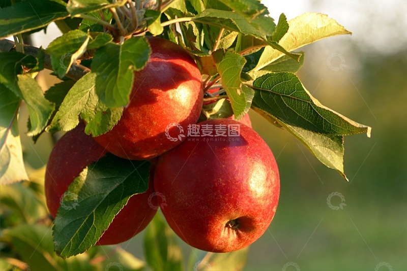 高清大图下载【趣麦麦图】-日落与苹果