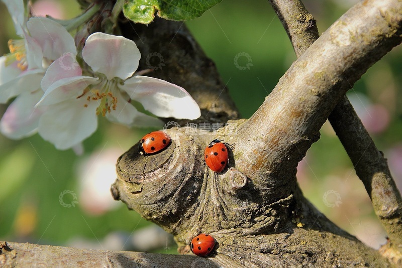 高清大图下载【趣麦麦图】苹果树与七星瓢虫