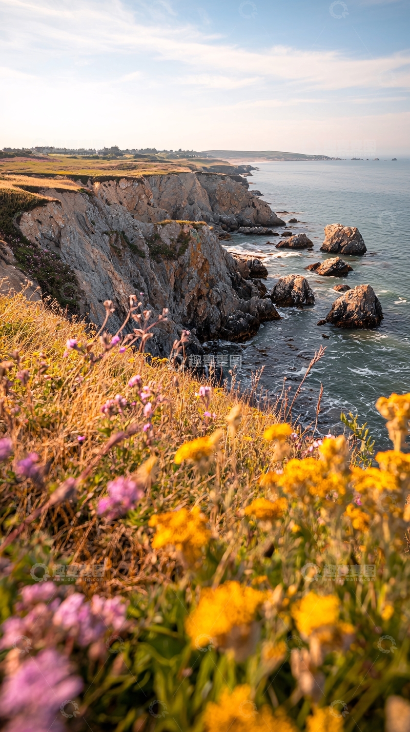 高清大图下载【趣麦麦图】海边悬崖上的野花美景