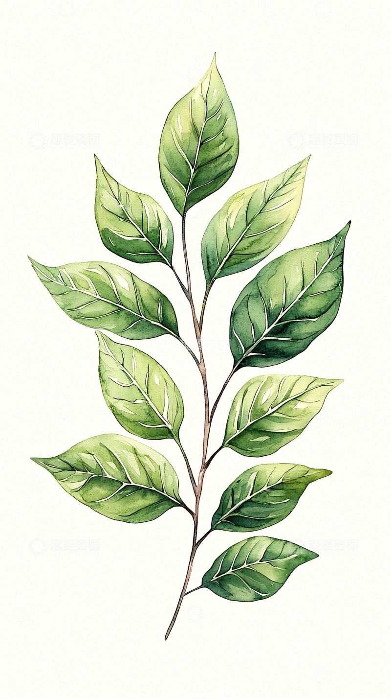 高清大图下载【趣麦麦图】绿色植物叶子插画素材