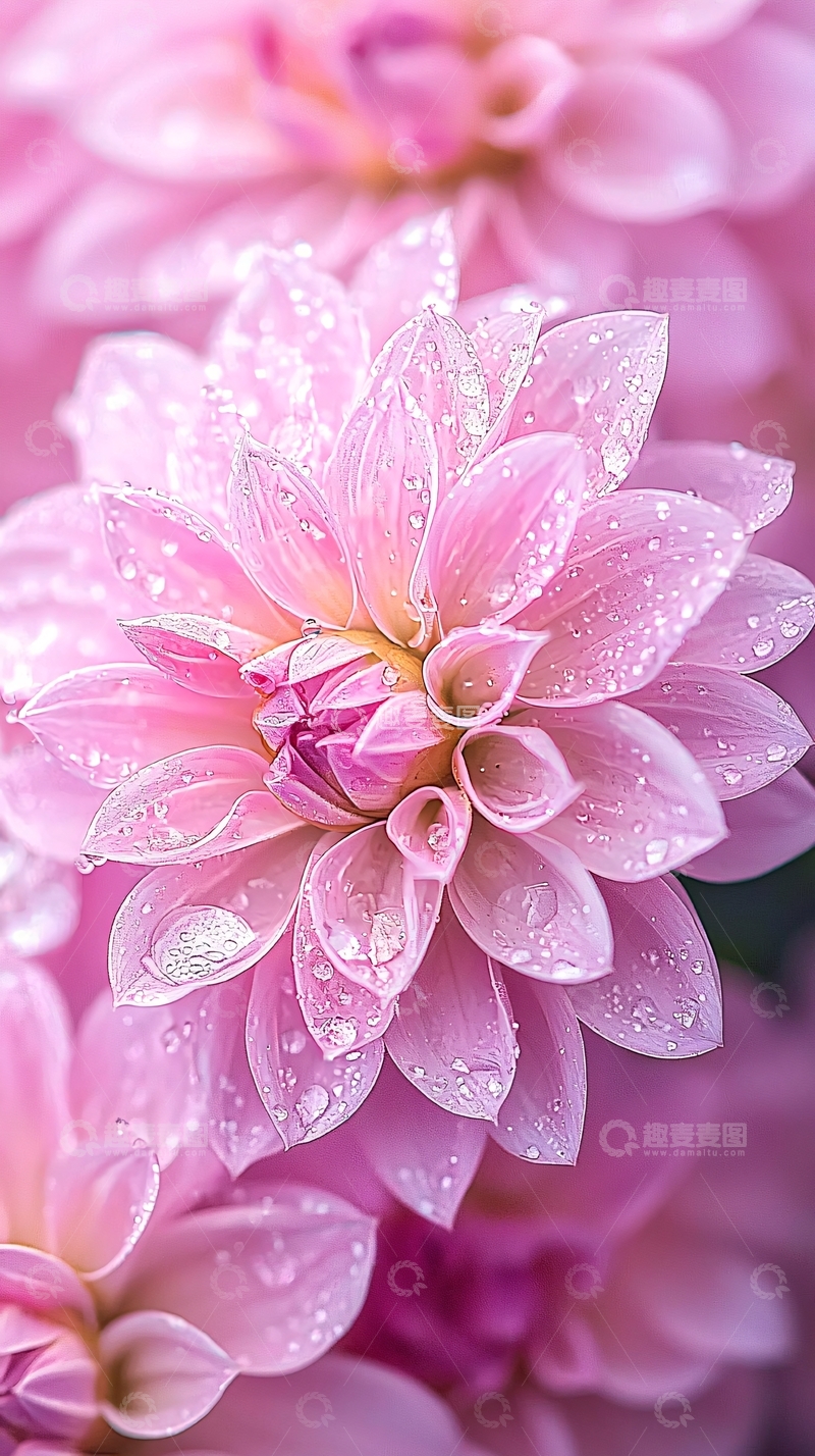 高清大图下载【趣麦麦图】粉色花朵雨后露珠自然美景