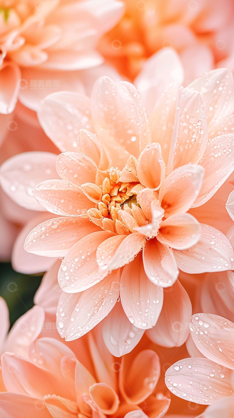 高清大图下载【趣麦麦图】雨后粉橙色花朵特写