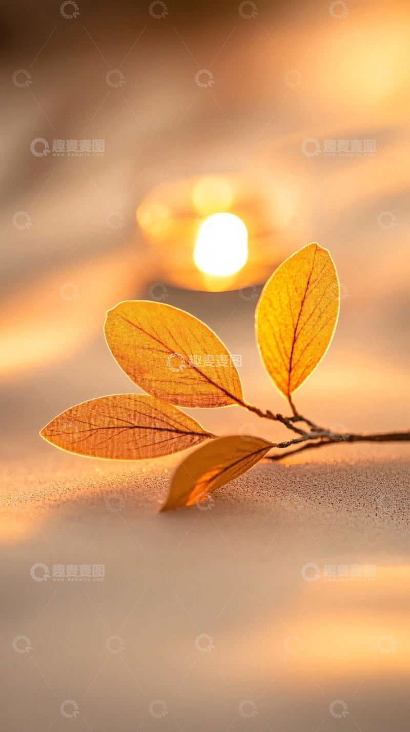 高清大图下载【趣麦麦图】秋日黄昏下的金色树叶