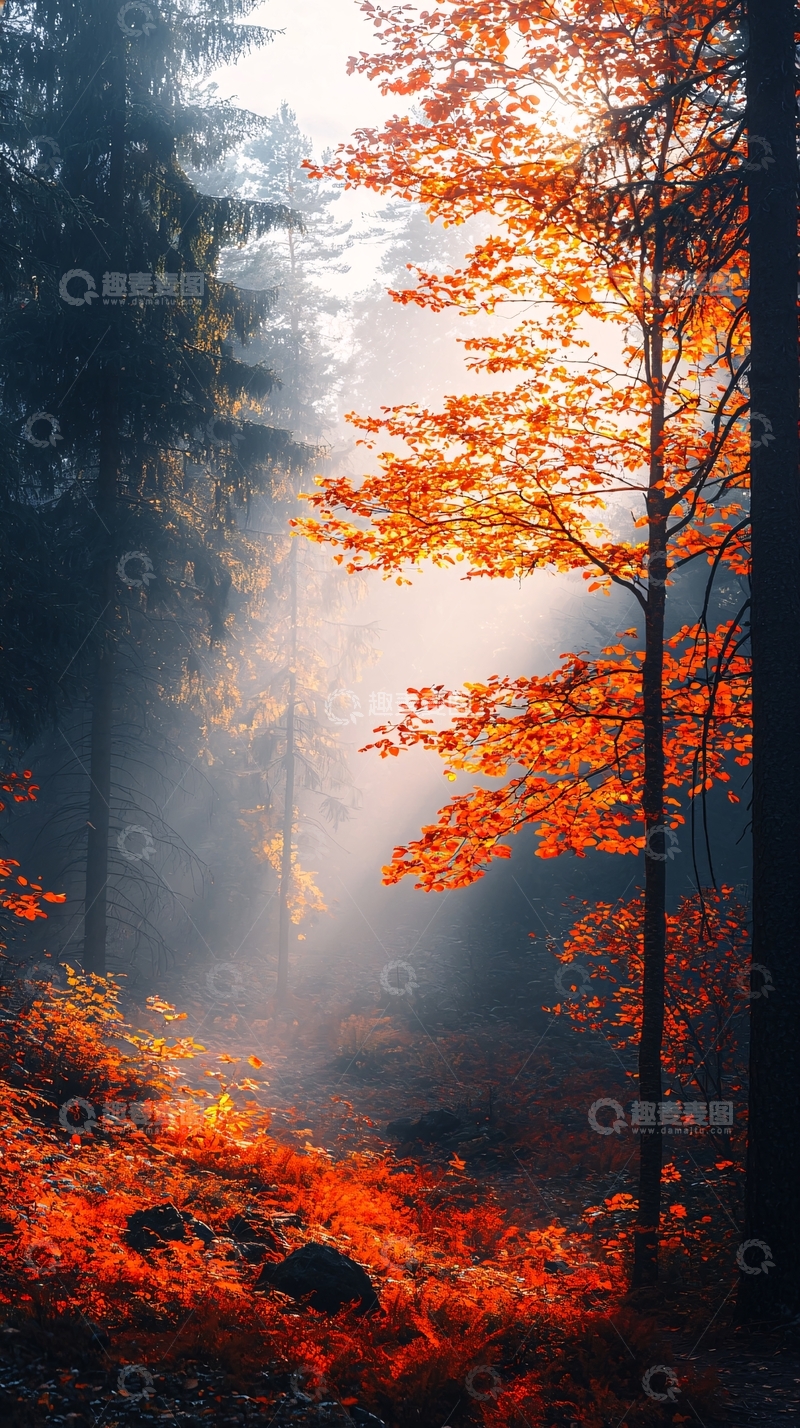 高清大图下载【趣麦麦图】秋日森林光影之美