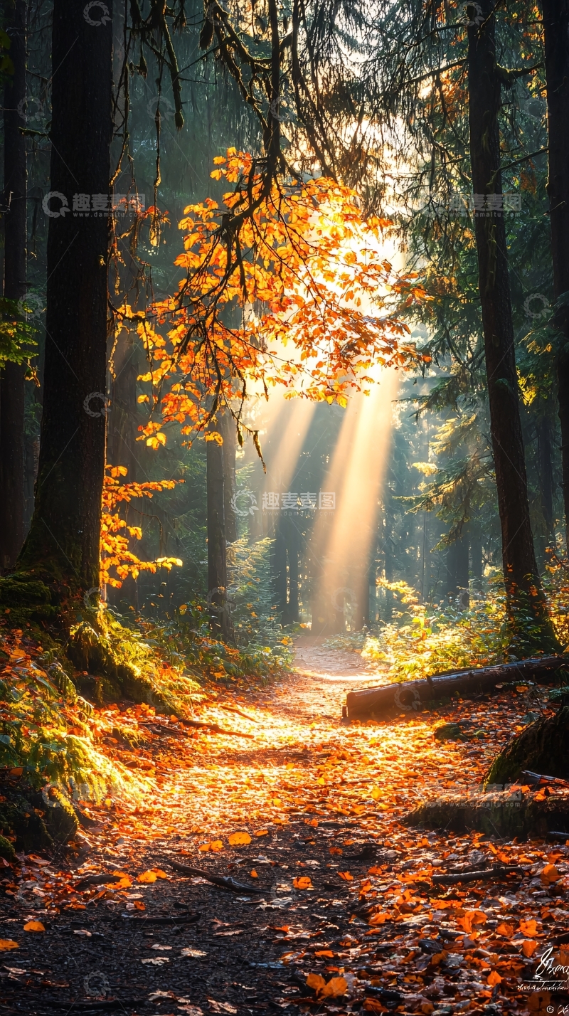 高清大图下载【趣麦麦图】秋日森林阳光穿透树叶