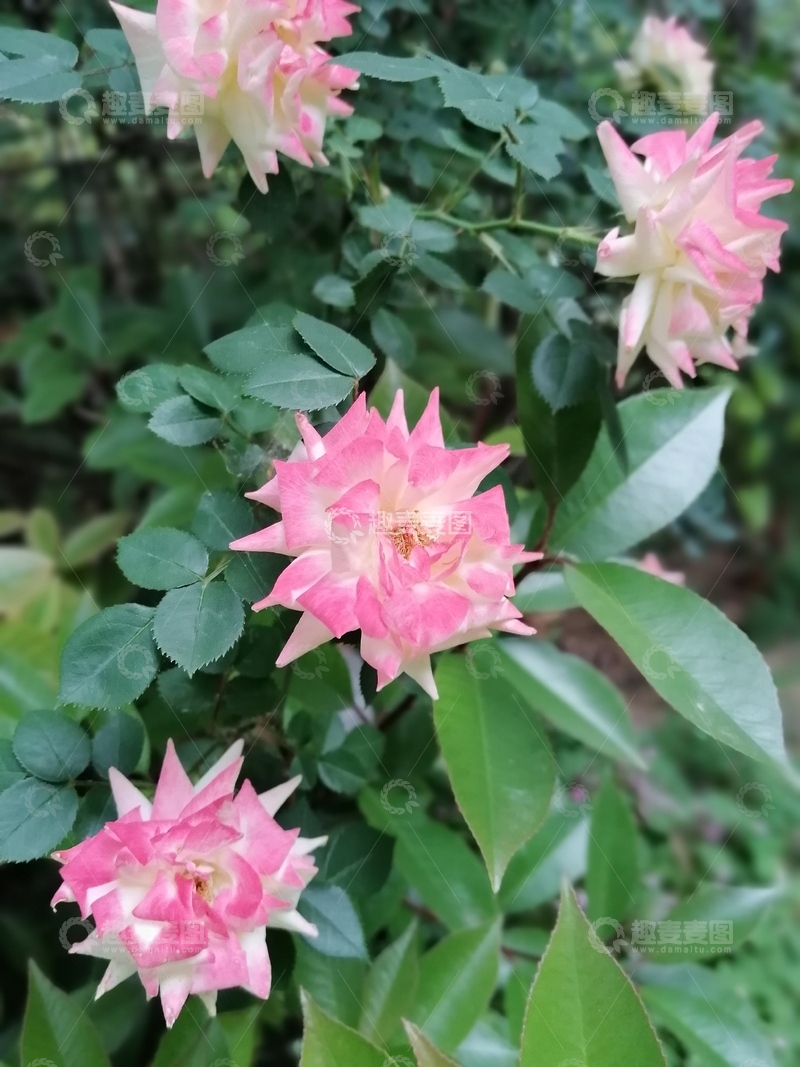 高清大图下载【趣麦麦图】渐变色月季花1