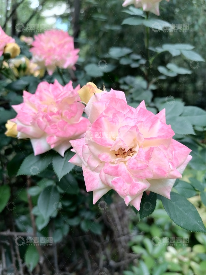 高清大图下载【趣麦麦图】渐变色月季花2