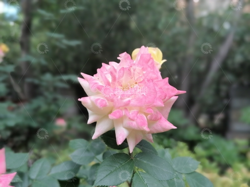 高清大图下载【趣麦麦图】渐变色月季花