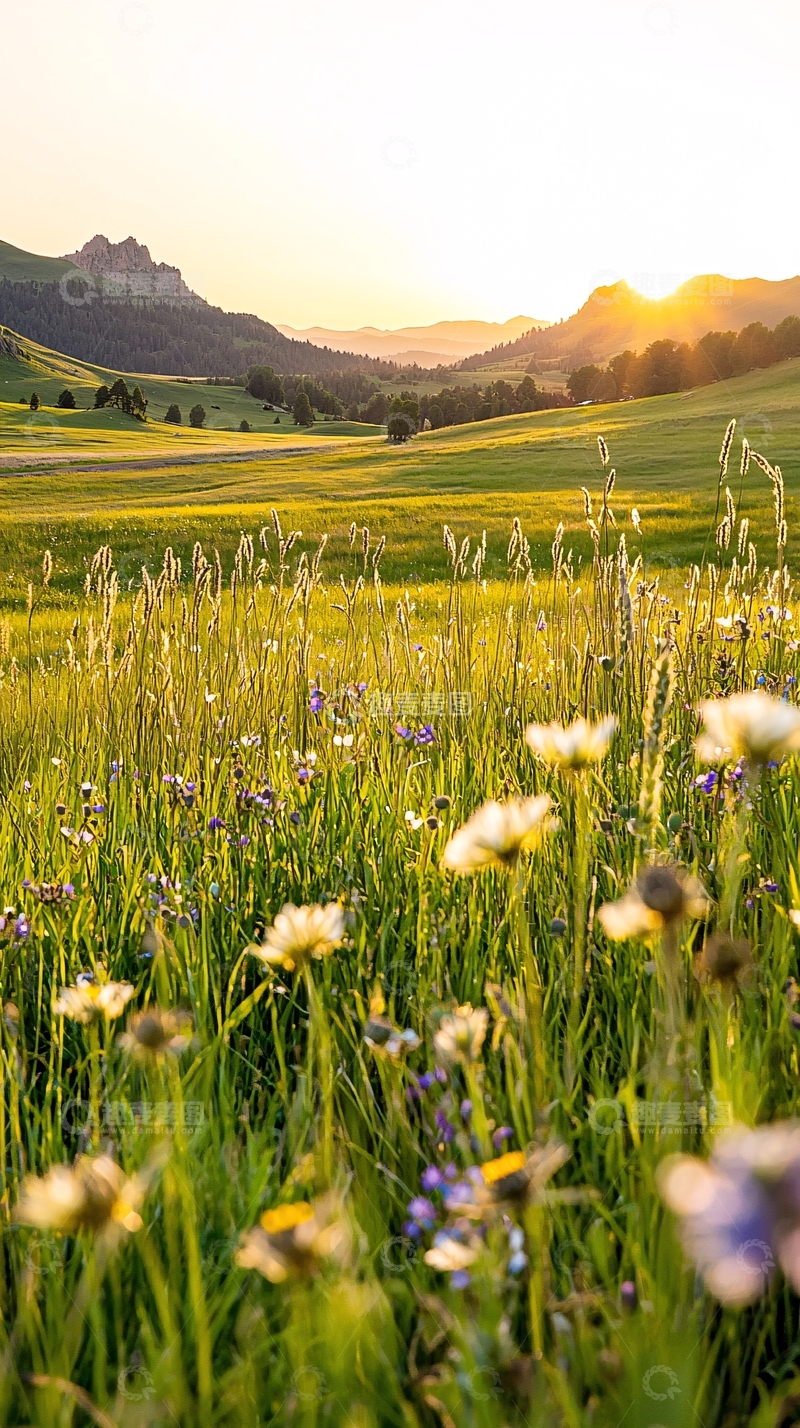 高清大图下载【趣麦麦图】夕阳下的草原野花