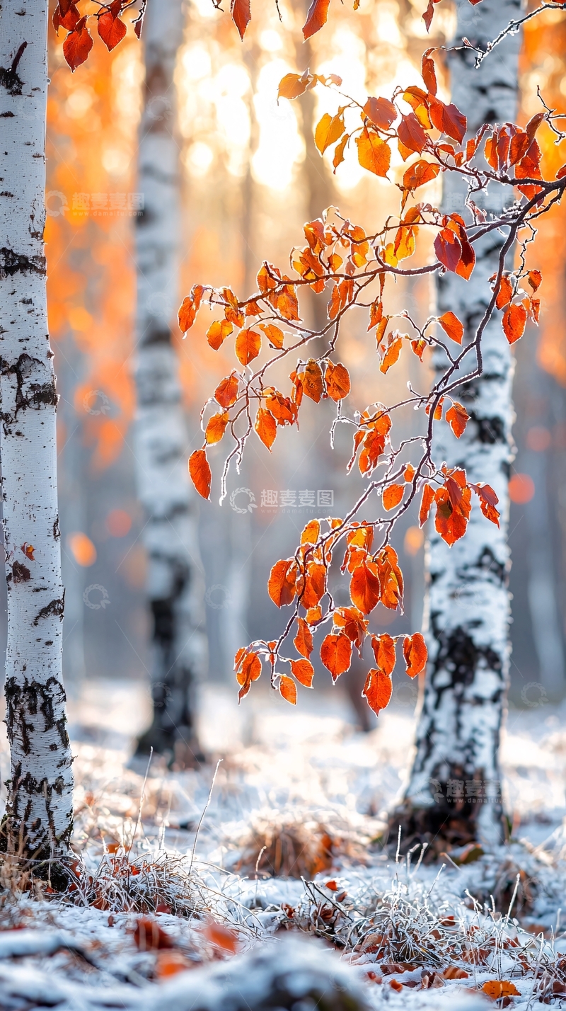 高清大图下载【趣麦麦图】冬日森林中的红叶