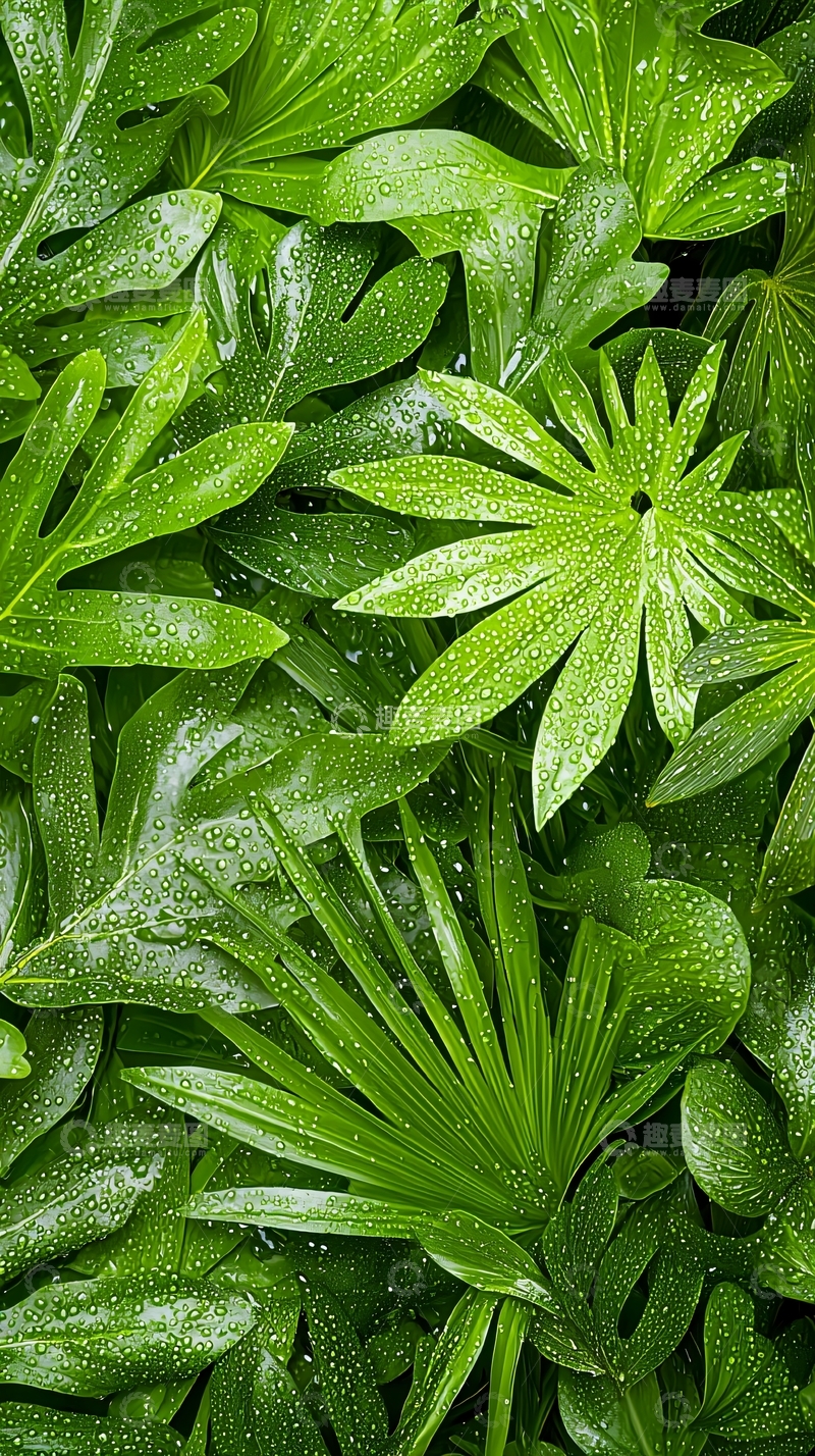 高清大图下载【趣麦麦图】雨后绿色植物叶子背景