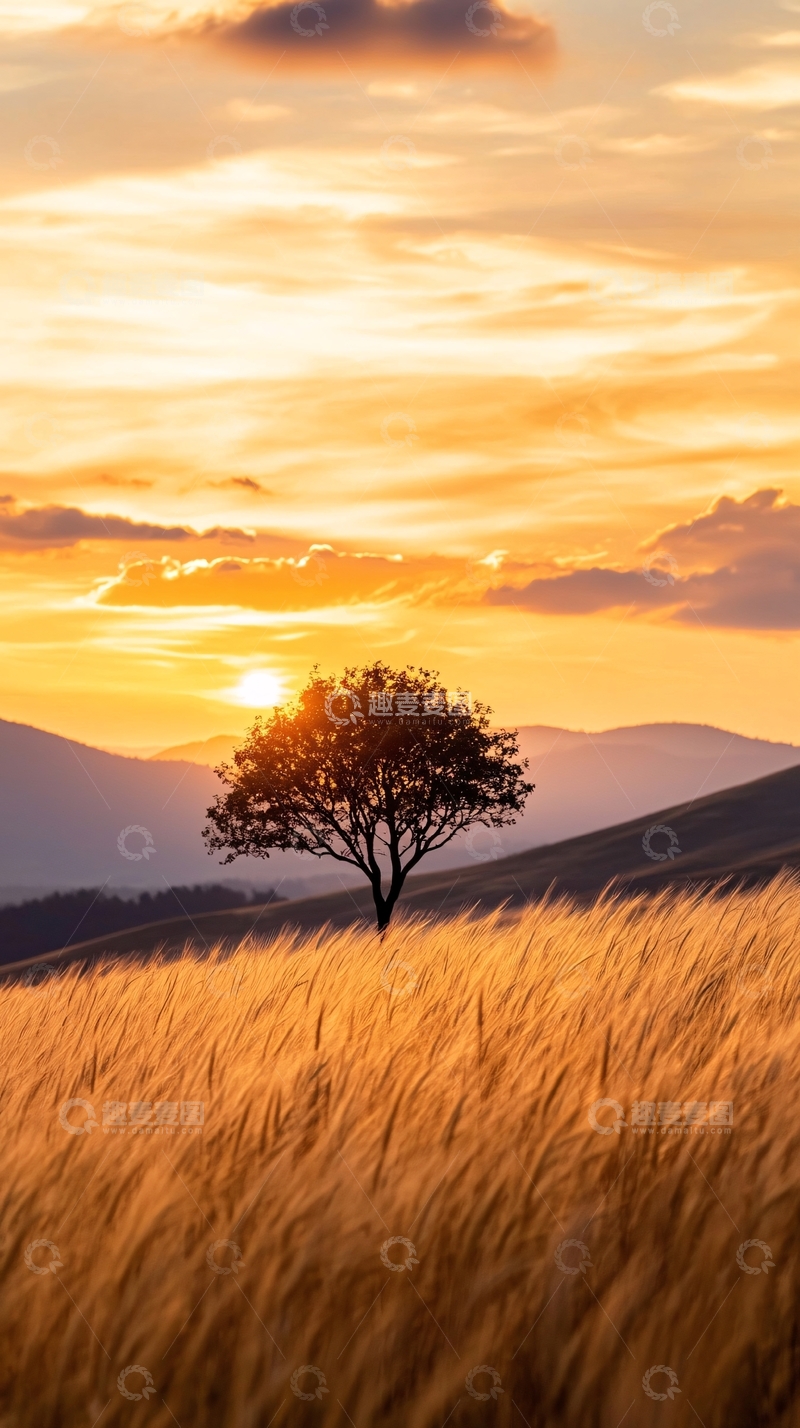 高清大图下载【趣麦麦图】夕阳下的孤独树
