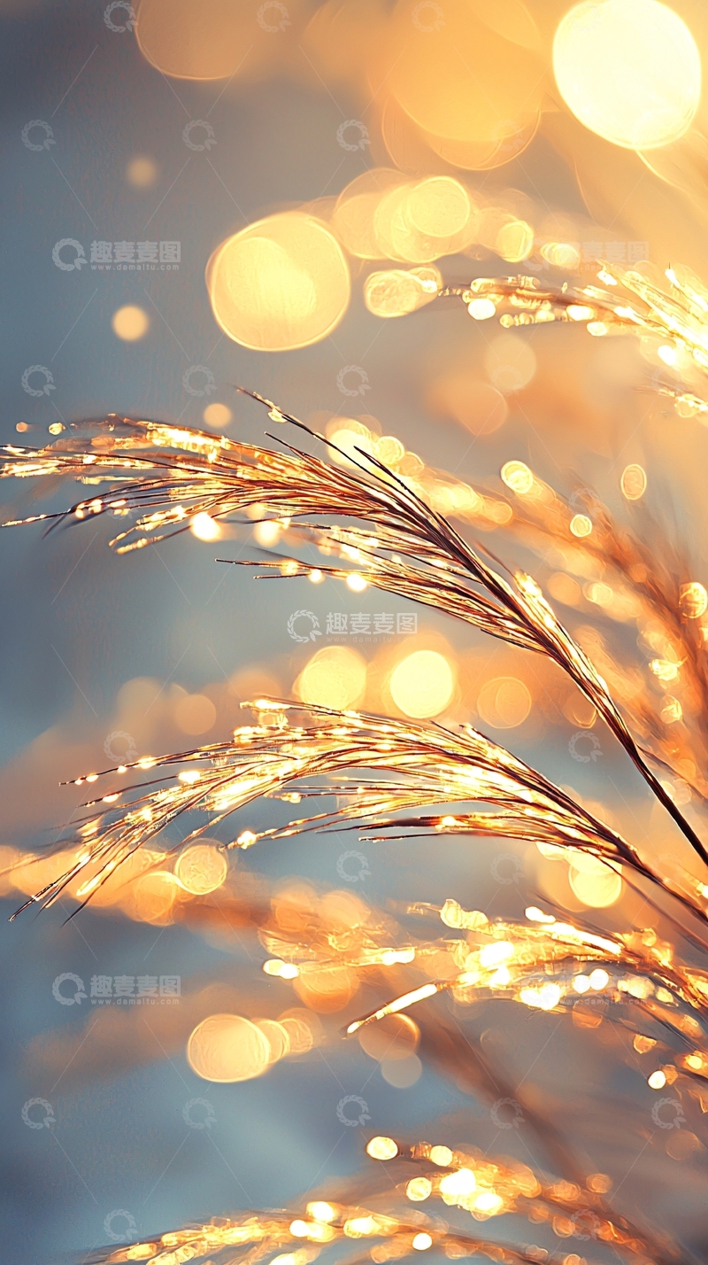 高清大图下载【趣麦麦图】冬日冰晶植物光影效果