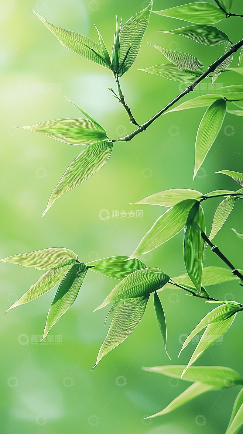 高清大图下载【趣麦麦图】清新竹叶自然背景